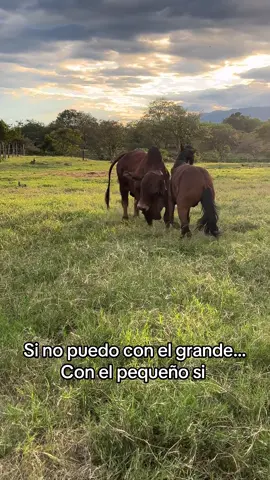 ¿Quien gana la pelea? #caballos #cebu #campo #agro #fyp 