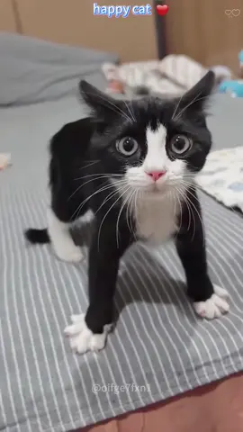 Funny cat #FunnyCats #CatLoversUnion #FunniestPetStories #CatsOnTikTok #AnimalFunnyVideos
