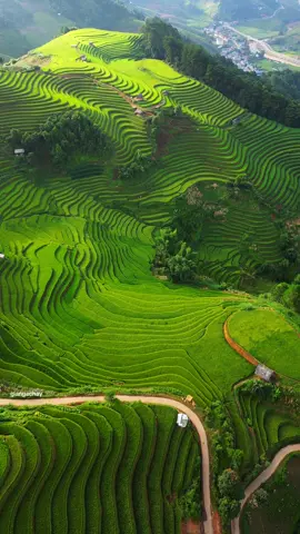 Em đi chợ sớm xuyên qua cánh đồng, ruộng bậc thang Mù Cang Chải #giangachay #xuhuong #mucangchai #ruongbacthang #travel #taybac 
