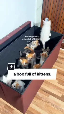 we got million cats in one box 😹💖 which one would you take home first? #kitten #catsoftiktok #catlover #babycat #kucinglucu 