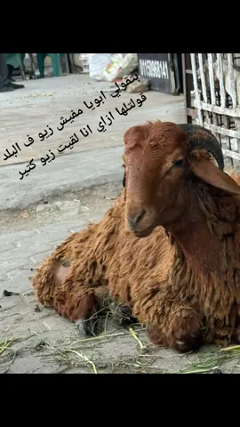 م قادرررر😂😂😂😂😂 #خروف #اوراني 