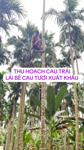 Thu hoạch cau trái xuất khẩu, cau xuất khẩu trái đẹp#GiongCauXuatKhau #cautuoixuatkhau 
