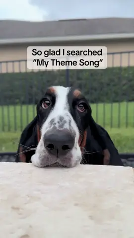 Sheesh, beware if you do this trend 🐾 #funnydog #funnydogs #bassethound #dogs #themesong 