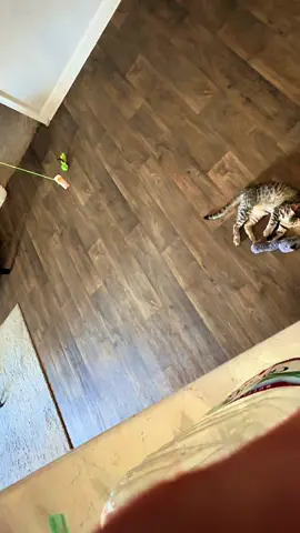 Turbosaurus Rex Part 1: #fyp #foryoupage #catsoftiktok #cat #foryou 