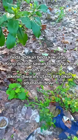 tapi tetep tak syukuri wae,penteng sehat#story #katakata #foryoupage #foryou #fyp 