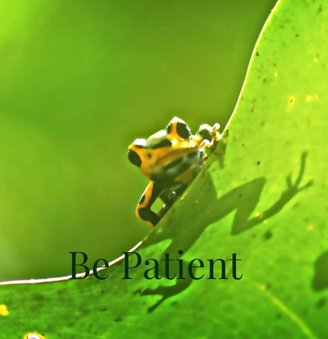 #frogs #pogo #edit #animals #forest 