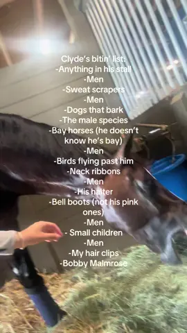 Felt like Grumpy needed to participate in this one. #ClydeVA #PonyUpSporthorses #Grandprixhorse #equestriansport 