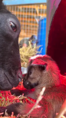 Mama’s talking to her baby girl #Love #babygoats #allthefeels 
