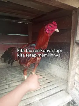 #masukberanda #ayamindonesia🇮🇩🇮🇩🇮🇩 #Fyp 