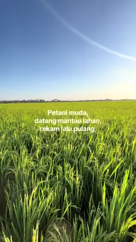 Pulang laporan sama bapak😜 #fyp #anakpetani #wijapaggalung🌾 #bosmuda #petanimuda 