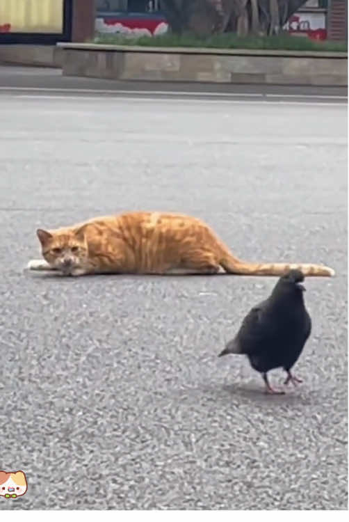 Cat’s are born hunters 🐈#cat #pet #foryou #funnyvideos #funny #fyp #tiktok 