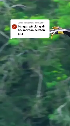 Membalas @abdul.g305 semoga bermanfaat utk semuanya 🙏 #sungaiemas #tambangrakyat #tambangemas #emasaluvial #tambangemaskalsel 