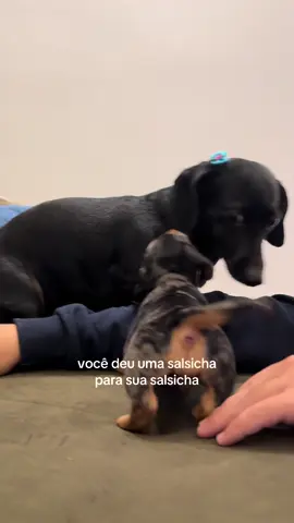 nossa xixa carangueija bebezinha 🤎 #dachshund #salsichadog 