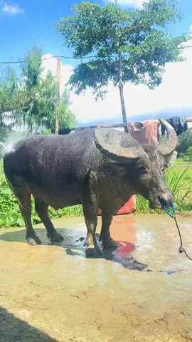 #fyppppppppppppppppppppppp #fyp #jepanggamefarm 