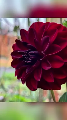 #creatorsearchinsights #naturelovers #flowerslovers #tredingsong #tiktoknepal🇳🇵 