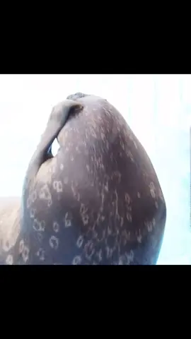 I AM KASTUNORI#foryou #seal#cute