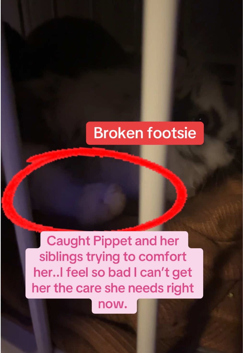 You can even tell her leg isn’t sitting right😭🤧💔 #poorbaby #fyp #foryoupage #save #gofundme #exoticpets #hurt #bunny #broken #bunnies 