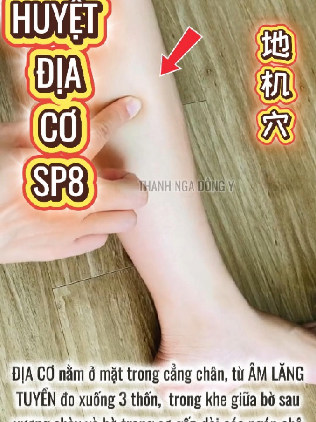 HUYỆT ĐỊA CƠ SP8 - 地机穴 (Dìjī xué) - Spleen Meridian Point 8 #thanhngadongy #kinhtucthaiamty #kinhty #huyetdiaco #sp8 #chamcuubamhuyet