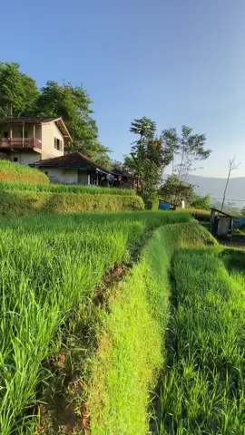 Suasana cerah pagi hari di pedesaan🍃 #pedesaan #suasanakampung #garutselatan 