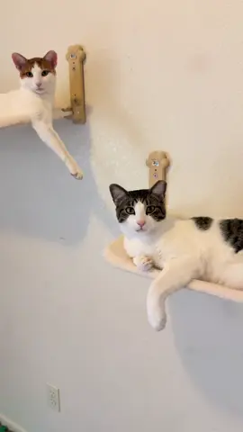 How could anyone hate cats 😭😭 #catlover #catsoftiktok #kittensoftiktok #catmom 