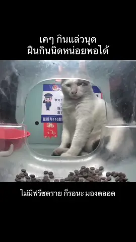 รอไก่ตลอดไป 😅🥹#purrrr #ให้อาหารแมวจร #ทาสแมว #ขึ้นฟีดเถอะ #ให้อาหารหมาจร 