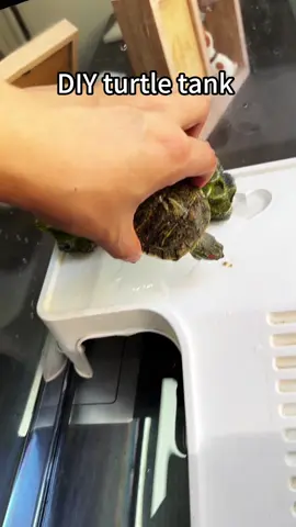 #pet #turtle #turtletank 