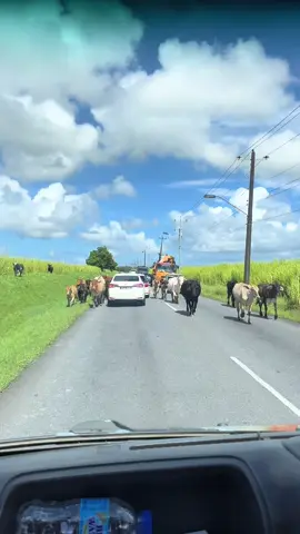 Just another Normal day in Caroni. 🇹🇹 #cows #animals #trinidad #fyp #islandlife 