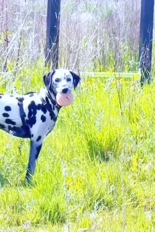 My dogs eats everting😤#dog#pet#dogsoftiktok #animals#fyp#foryou#funnyvideos #dogs