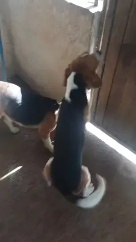 mis Perros. saludos desde Guatemala. #teamtreeingwalkergt #treeingwalkercoonhound #molinashoundgt #treeingwalkergt 