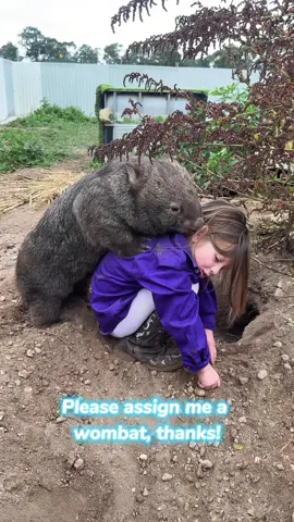 Please assign me a wombat, thanks!#wombat #animals #pet #cuteanimals 
