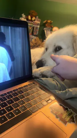 He’s lucky he’s cute  #greatpyrenees #funnydogs #annoyingmen #men #nopersonalspace 