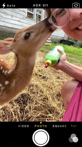 Missing our Bambi boy 🦌 #deerrescue #rescueanimals #deer #fyp 