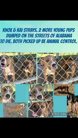 CAN BE EUTHANIZED 9/9 ‼️  $0 in pledges need $500.00 for vetting vaccinations, spay/neuter, blood tests, heartworm etc & transport. Pledges are not for adoption. They are for a rescue to vet and transport.  KNOX & KAI strays. 2 more young pups dumped on the streets of Alabama to die. Both picked up.be animal control.   #59283241 22# #59283306 31.6# M 6mth-2yr  Mixed RUSSELL CNTY PHENIX CITY, ALABAMA  #rescue #adopt #dogs  .            