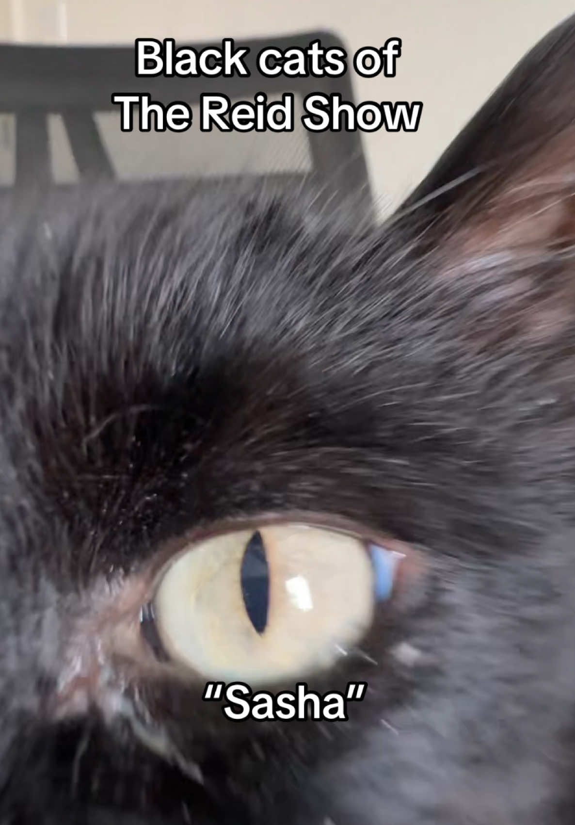 That’s A LOT of black cats…🐈‍⬛ #cats #blackcat #blackcats 