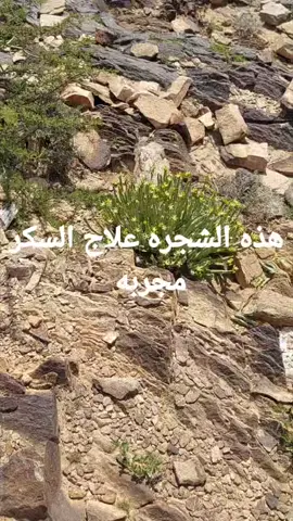 علاج السكر #