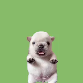 Inspired by @shiibae tuff macaroni cheese pibble edit||#pibble#edit#cute#dog#fyp#fypシ #viral#trend#trending#foryoupage #funny#tiktok 