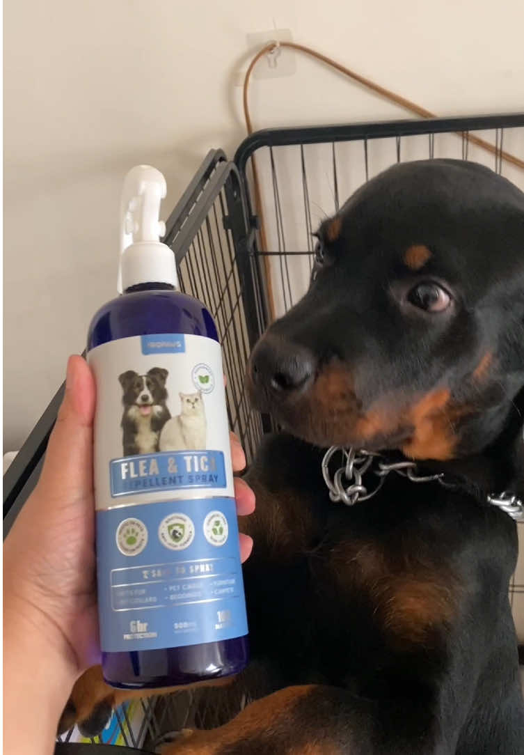 Spray the play!🐾 with Propaws Flea & Tick Repellent Spray, your pets stay protected, comfy, and ready for endless cuddles and playtime 💖 #propaws #fleaandtickprevention #petcare #petparent #fyp 