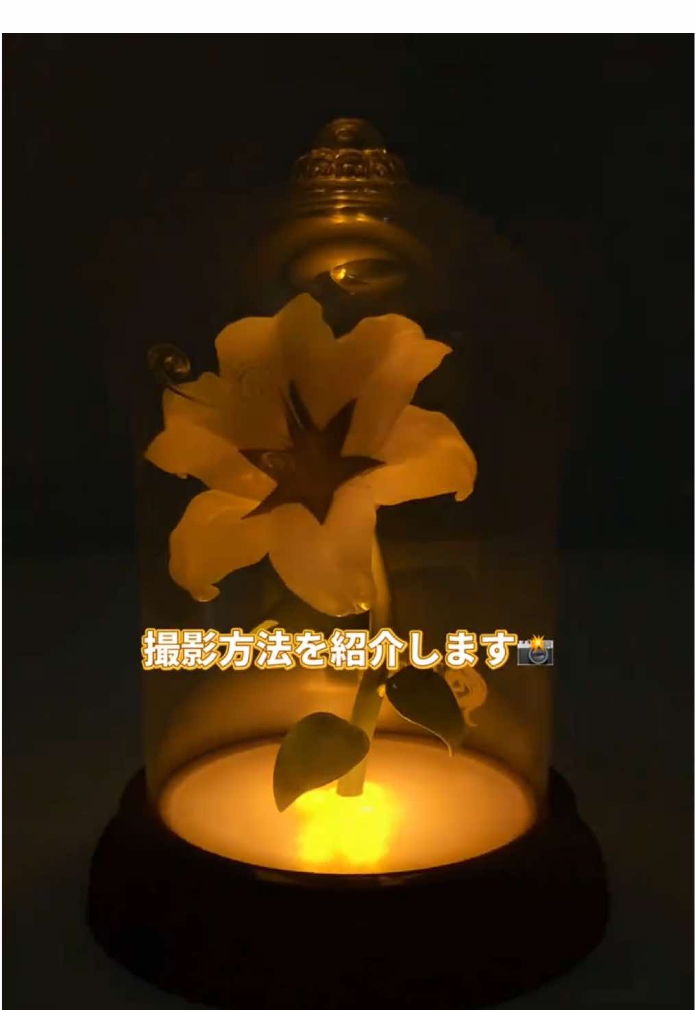 ラストワン賞 「魔法の花」ライトの撮影方法ご紹介🌺📸 「一番くじ〈ディズニープリンセス〉Dream in color」 2025年9月12日(金)より順次発売予定✨ #ディズニープリンセス #ディズニー #一番くじ #一番くじディズニーレポ