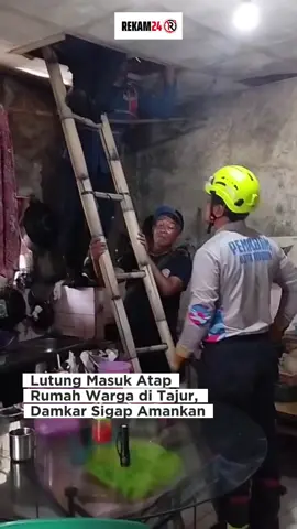 Seekor lutung yang berkeliaran dan naik ke atap rumah warga di Jalan Raya Tajur, Gang Salamun RT 002/RW 005, Kelurahan Tajur, Kecamatan Bogor Timur, pada Kamis (4/9/2025) dievakuasi petugas Damkar Kota Bogor setelah laporan diterima pukul 11.54 WIB melalui telepon.  Satu unit motor rescue dikerahkan ke lokasi, dan dalam waktu sekitar 15 menit petugas berhasil mengamankan lutung tersebut tanpa menimbulkan korban jiwa maupun luka.  Saat ini lutung tersebut sementara diamankan di Mako Damkar Sukasari sebelum diserahkan kepada pihak berwenang untuk penanganan lebih lanjut. Tidak ada korban luka maupun jiwa dalam peristiwa ini. 🎥: @damkarkotabogor_official  #fypdong #damkar #bogorhits #damkarindonesia #fypindo 