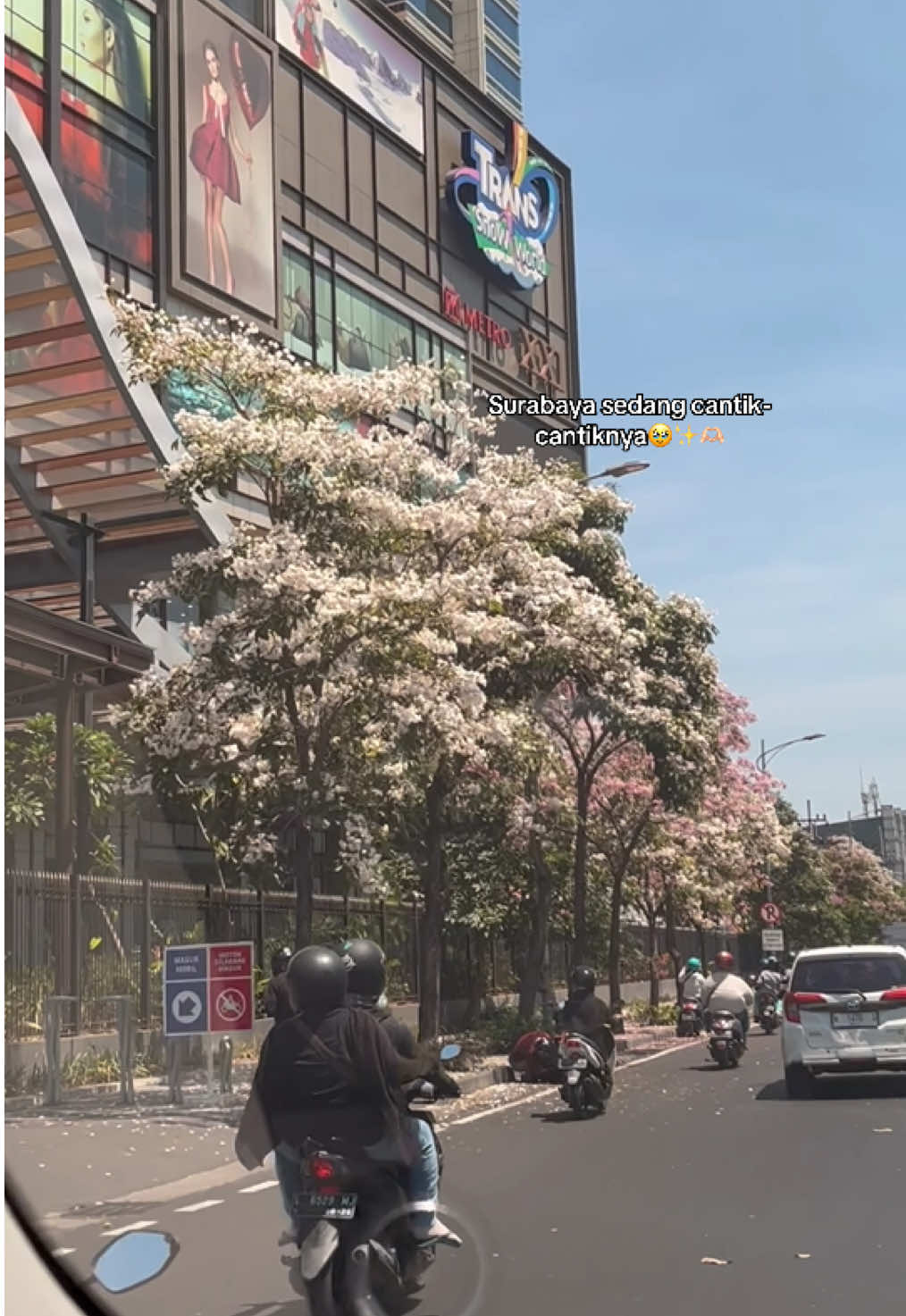 Surabaya dengan segala kisahnya✨🫶🏻🥹#fyp #tabebuya #surabaya #surabaya24jam 