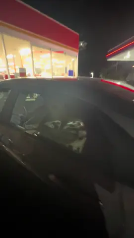 Gas station kitty #gasstation #catsoftiktok #carsoftiktok #car #cat 