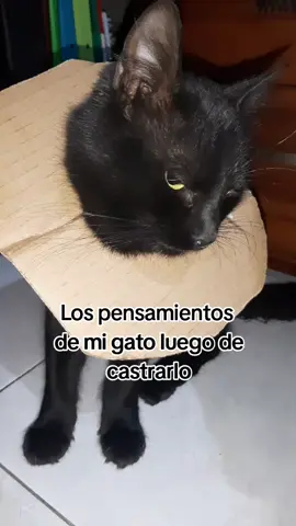 Su carita lo dice todo mi pobre Prieto :( #paratiiiiiiiiiiiiiiiiiiiiiiiiiiiiiii #fypシ゚ 