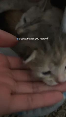 Of course you! 🥹😩🐾❤️#tiktokcats #catsoftiktok #babies #myheart 