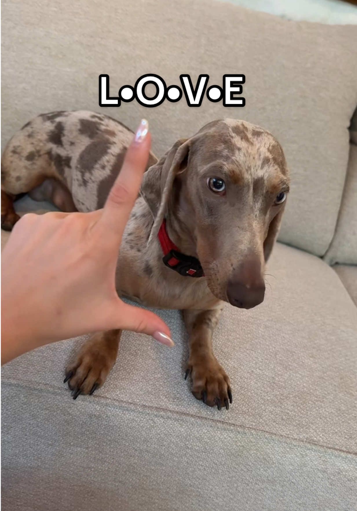 En este perfil estamos enamorados de nuestro perrito 🐶 🥰