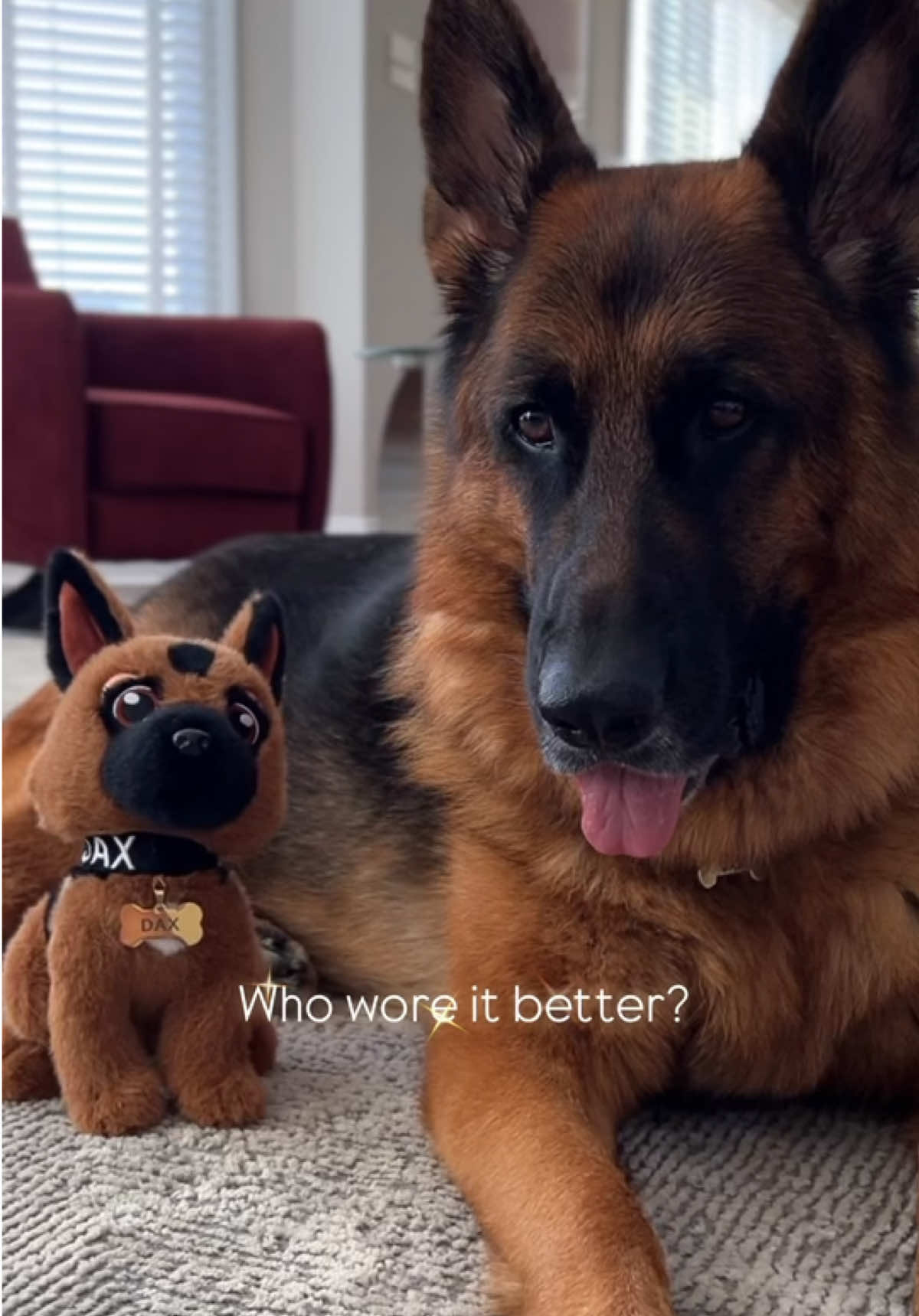 Get your mini Dax at lifeofdaxshepherd.com! Proceeds go to the Mid-Atlantic German Sheoherd Rescue (MAGSR). 💙🐾 #dog #gsd #germanshepherd 
