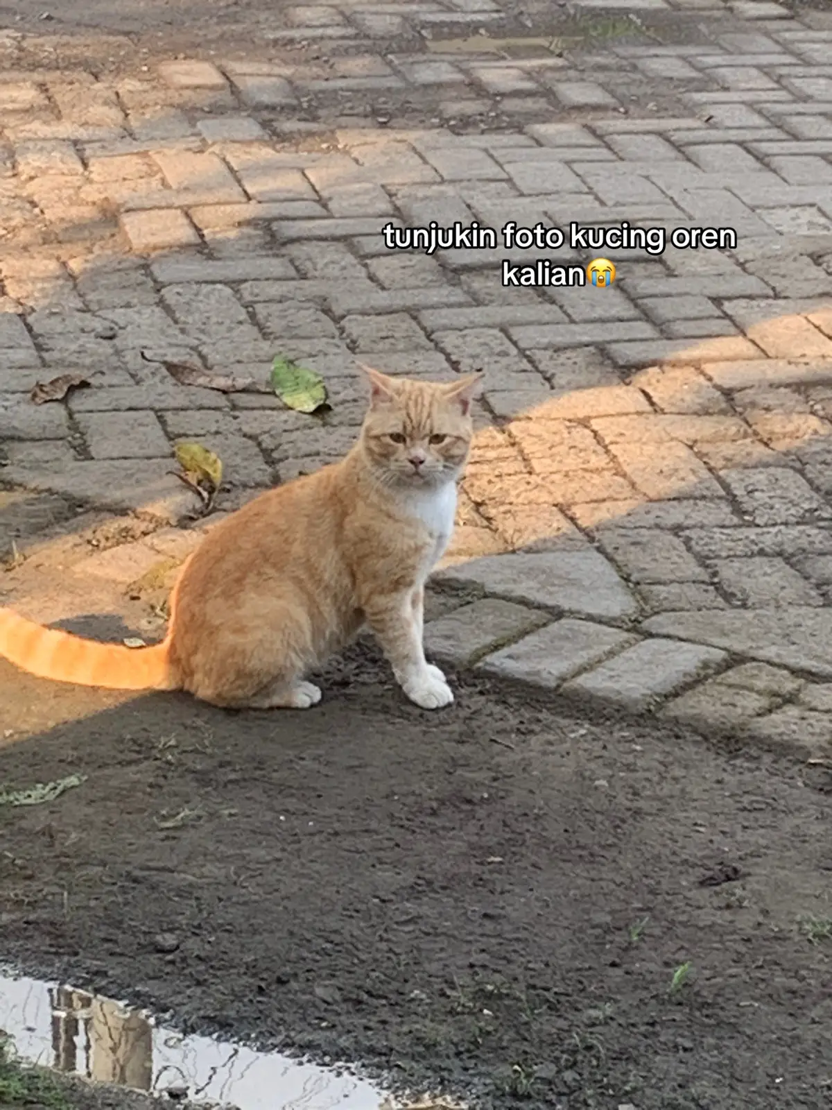 #kucing #kucinggemoy #kucingoren 