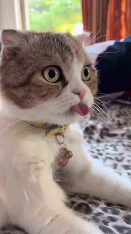 😛 #cat 