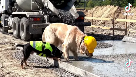 #concretedogs #dogsoftiktok #dogincement #doglover #cement 