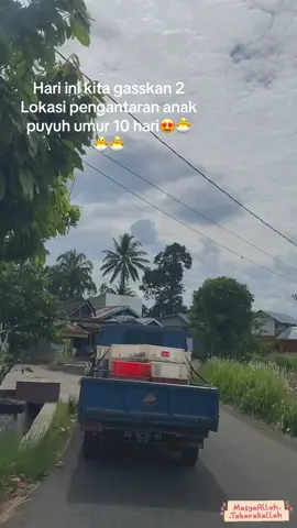 Alhamdulillah 😍#FiturSuaraTikTok #peternakpuyuhsumbar #telurbibitpuyuhpayakumbuh #puyuhpayakumbuh 