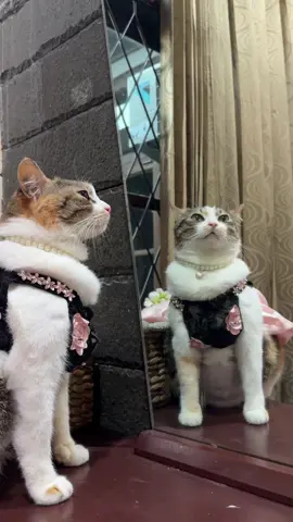 Who is that girl i see.....  #nengkucing #catsoftiktok 